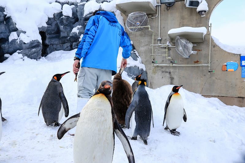 2020 到北海道千萬不要錯過!必訪!錯過會後悔的旭川動物園!!! - 第49張圖 IMG_6931-2