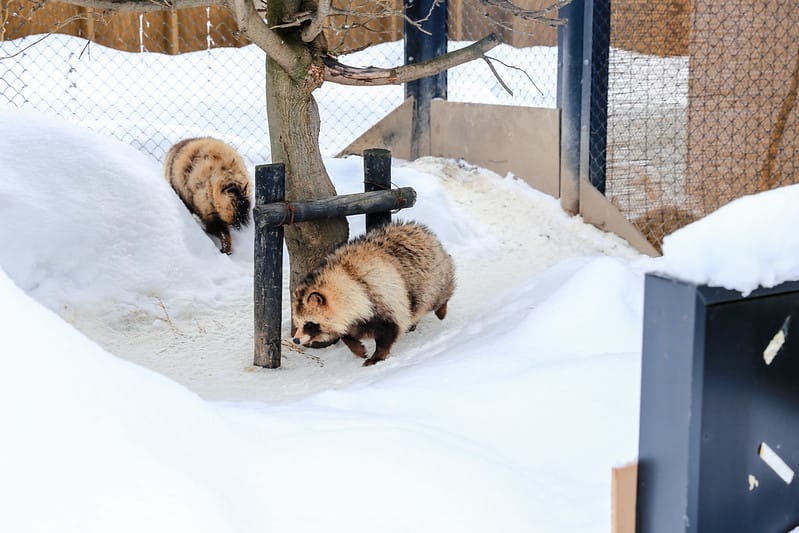 2020 到北海道千萬不要錯過!必訪!錯過會後悔的旭川動物園!!! - 第203張圖 IMG_7747-2