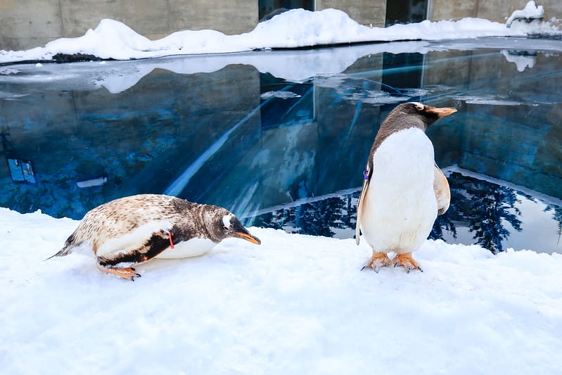 2020 到北海道千萬不要錯過!必訪!錯過會後悔的旭川動物園!!! - 第31張圖 IMG_6886-2