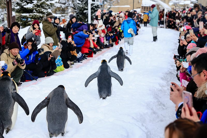 2020 到北海道千萬不要錯過!必訪!錯過會後悔的旭川動物園!!! - 第59張圖 IMG_7019-2