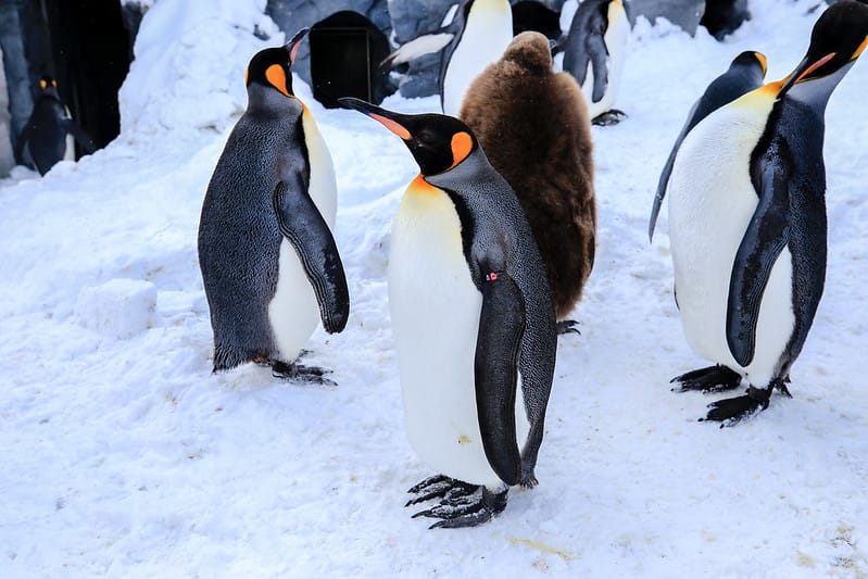 2020 到北海道千萬不要錯過!必訪!錯過會後悔的旭川動物園!!! - 第39張圖 IMG_6908-2