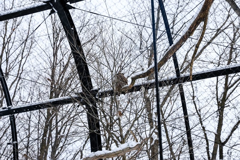 2020 到北海道千萬不要錯過!必訪!錯過會後悔的旭川動物園!!! - 第173張圖 IMG_7708-2