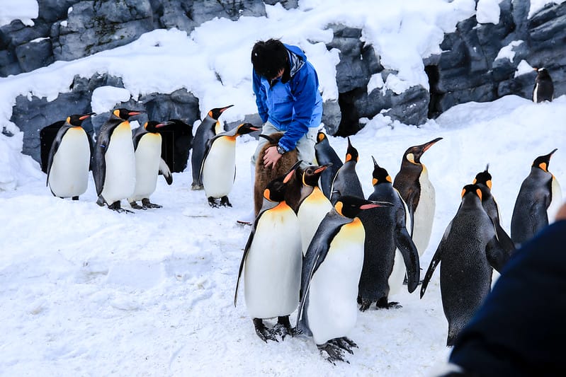 2020 到北海道千萬不要錯過!必訪!錯過會後悔的旭川動物園!!! - 第35張圖 IMG_6894-2