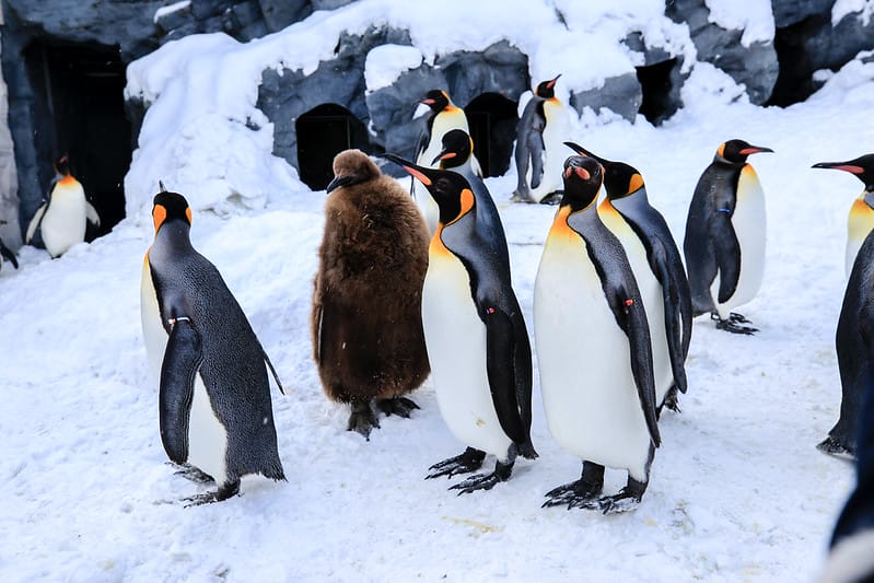 2020 到北海道千萬不要錯過!必訪!錯過會後悔的旭川動物園!!! - 第36張圖 IMG_6902-2