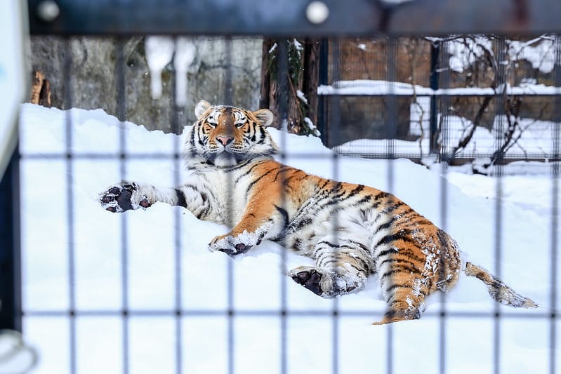 2020 到北海道千萬不要錯過!必訪!錯過會後悔的旭川動物園!!! - 第220張圖 IMG_7809-2