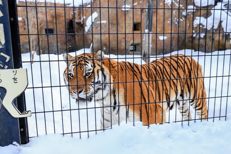 2020 到北海道千萬不要錯過!必訪!錯過會後悔的旭川動物園!!! - 第230張圖 IMG_7842-2
