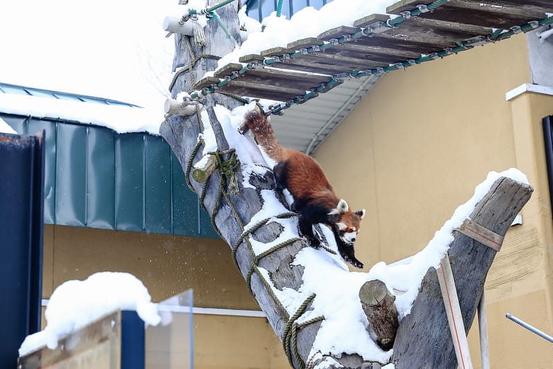 2020 到北海道千萬不要錯過!必訪!錯過會後悔的旭川動物園!!! - 第156張圖 IMG_7550-2
