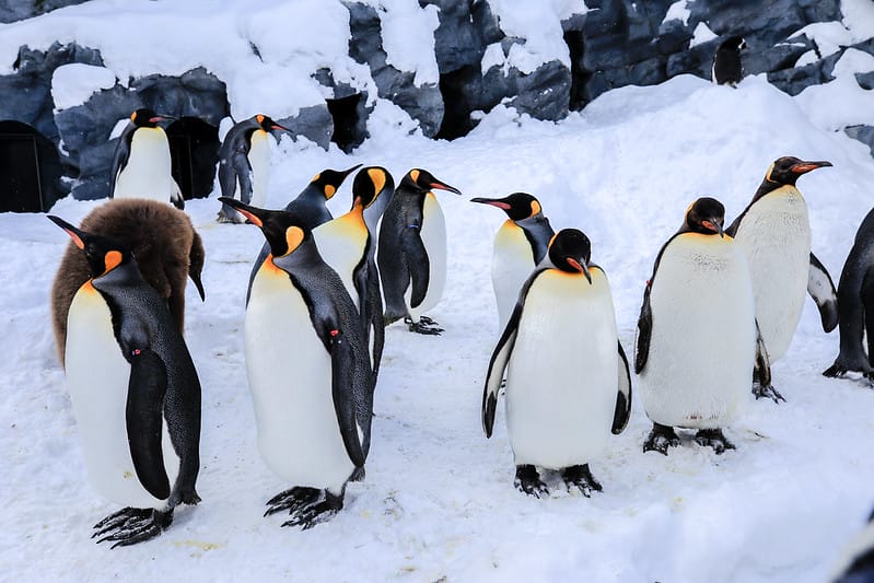 2020 到北海道千萬不要錯過!必訪!錯過會後悔的旭川動物園!!! - 第38張圖 IMG_6906-2