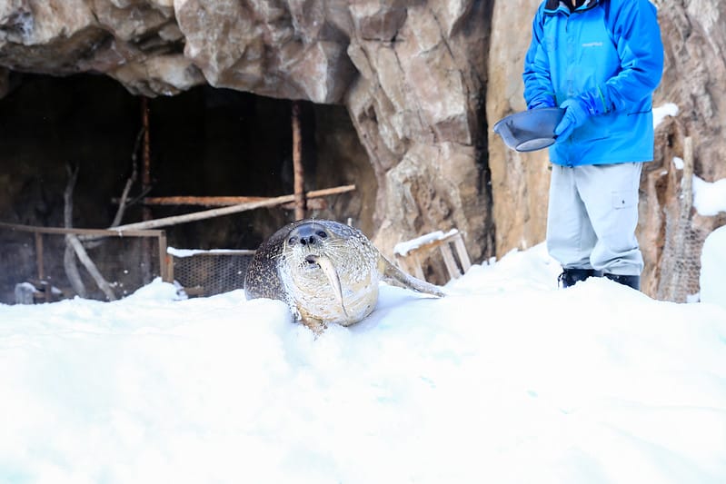 2020 到北海道千萬不要錯過!必訪!錯過會後悔的旭川動物園!!! - 第116張圖 IMG_7309-2