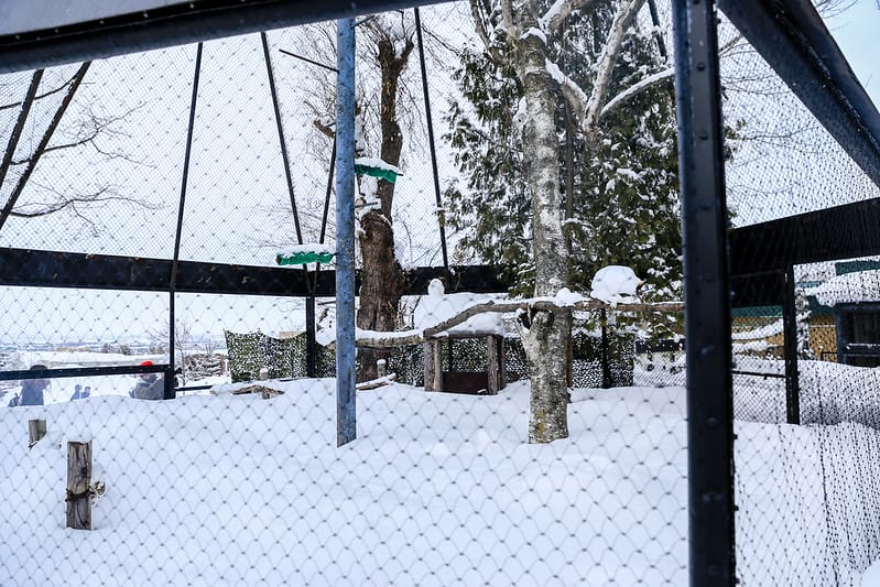 2020 到北海道千萬不要錯過!必訪!錯過會後悔的旭川動物園!!! - 第167張圖 IMG_7649-2