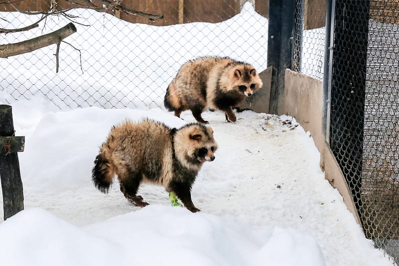2020 到北海道千萬不要錯過!必訪!錯過會後悔的旭川動物園!!! - 第206張圖 IMG_7732-2