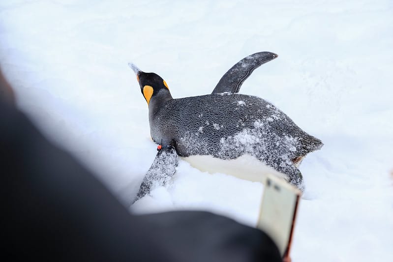 2020 到北海道千萬不要錯過!必訪!錯過會後悔的旭川動物園!!! - 第65張圖 IMG_7047-2