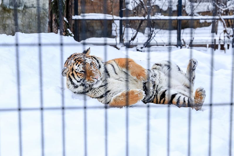 2020 到北海道千萬不要錯過!必訪!錯過會後悔的旭川動物園!!! - 第225張圖 IMG_7826-2
