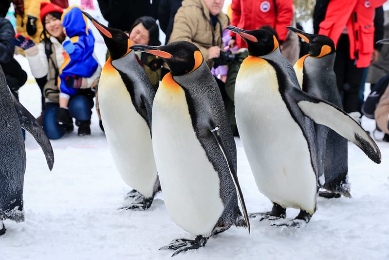 2020 到北海道千萬不要錯過!必訪!錯過會後悔的旭川動物園!!! - 第82張圖 IMG_7171-2