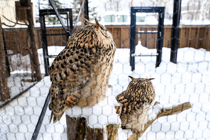 2020 到北海道千萬不要錯過!必訪!錯過會後悔的旭川動物園!!! - 第182張圖 IMG_7723-2