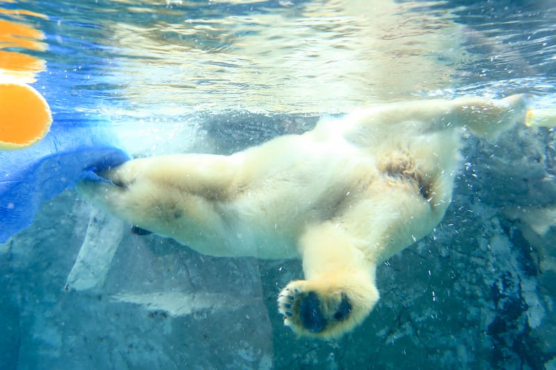 2020 到北海道千萬不要錯過!必訪!錯過會後悔的旭川動物園!!! - 第133張圖 IMG_7432-2