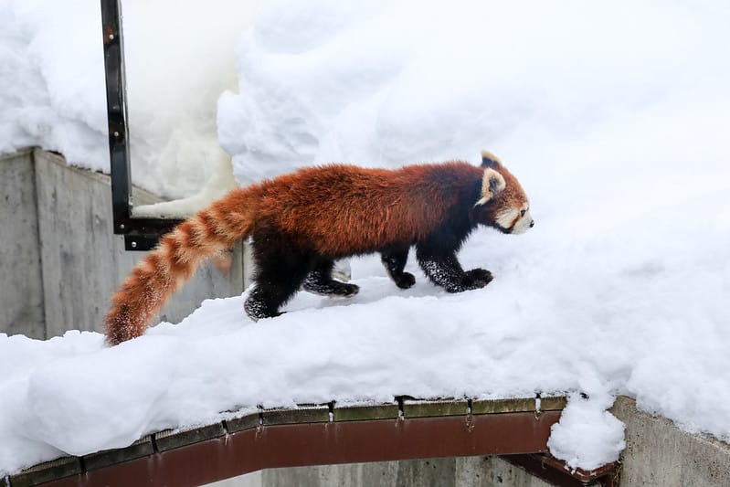 2020 到北海道千萬不要錯過!必訪!錯過會後悔的旭川動物園!!! - 第153張圖 IMG_7543-2