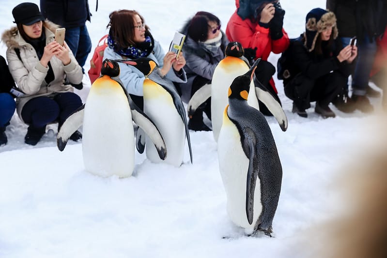 2020 到北海道千萬不要錯過!必訪!錯過會後悔的旭川動物園!!! - 第67張圖 IMG_7061-2