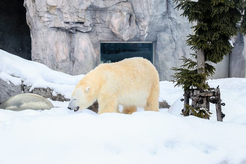 2020 到北海道千萬不要錯過!必訪!錯過會後悔的旭川動物園!!! - 第135張圖 IMG_7470-2