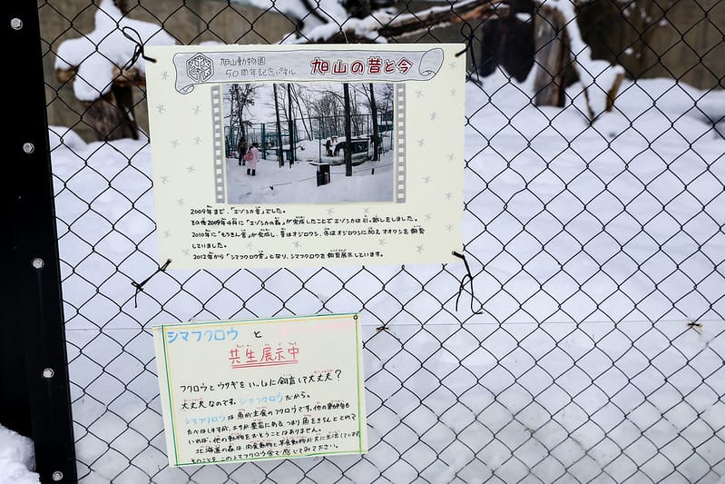 2020 到北海道千萬不要錯過!必訪!錯過會後悔的旭川動物園!!! - 第171張圖 IMG_7705-2