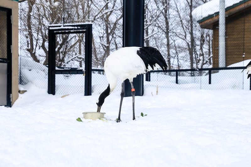 2020 到北海道千萬不要錯過!必訪!錯過會後悔的旭川動物園!!! - 第179張圖 IMG_7716-2