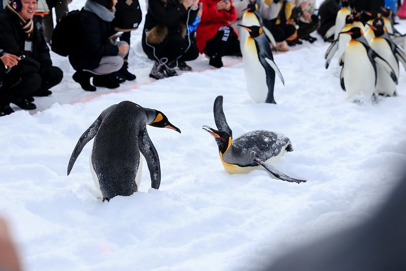 2020 到北海道千萬不要錯過!必訪!錯過會後悔的旭川動物園!!! - 第73張圖 IMG_7092-2