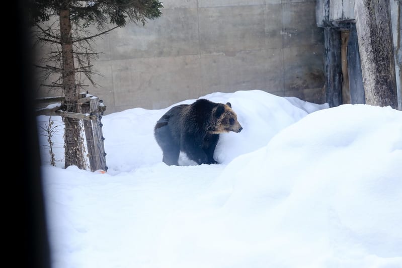 2020 到北海道千萬不要錯過!必訪!錯過會後悔的旭川動物園!!! - 第218張圖 IMG_7802-2