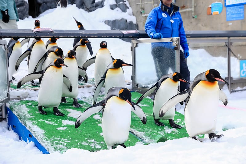 2020 到北海道千萬不要錯過!必訪!錯過會後悔的旭川動物園!!! - 第57張圖 IMG_7004-2