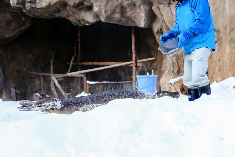 2020 到北海道千萬不要錯過!必訪!錯過會後悔的旭川動物園!!! - 第113張圖 IMG_7280-2