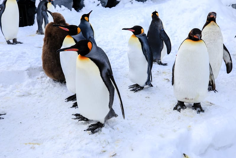 2020 到北海道千萬不要錯過!必訪!錯過會後悔的旭川動物園!!! - 第42張圖 IMG_6911-2