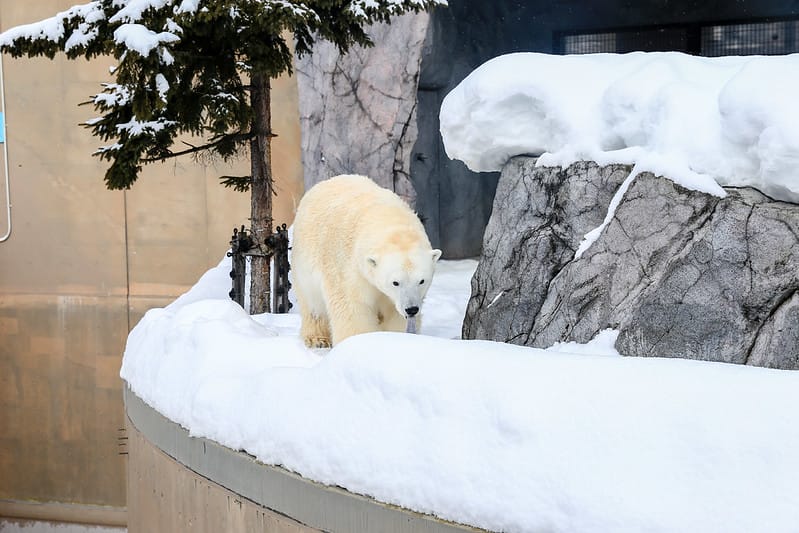 2020 到北海道千萬不要錯過!必訪!錯過會後悔的旭川動物園!!! - 第142張圖 IMG_7500-2