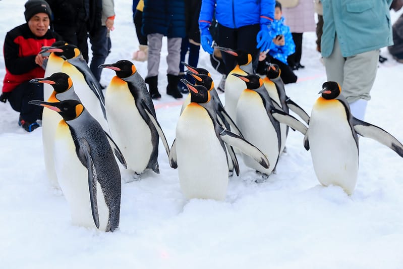 2020 到北海道千萬不要錯過!必訪!錯過會後悔的旭川動物園!!! - 第75張圖 IMG_7106-2