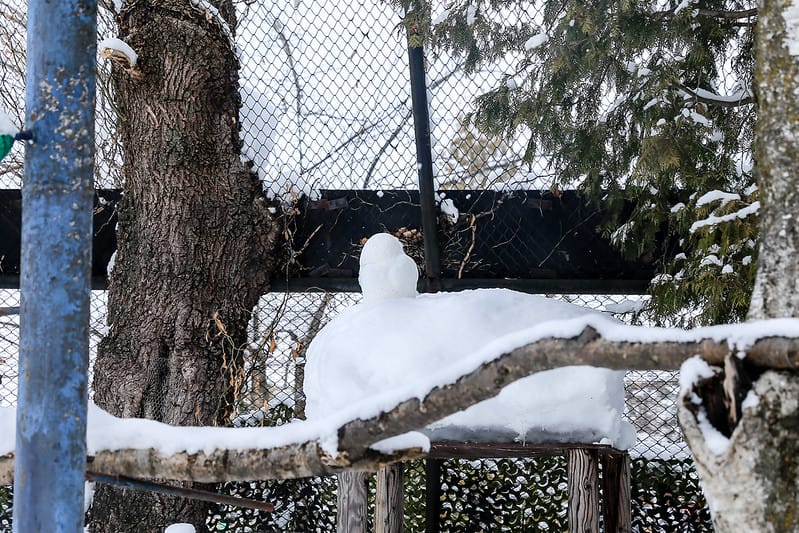 2020 到北海道千萬不要錯過!必訪!錯過會後悔的旭川動物園!!! - 第168張圖 IMG_7647-2