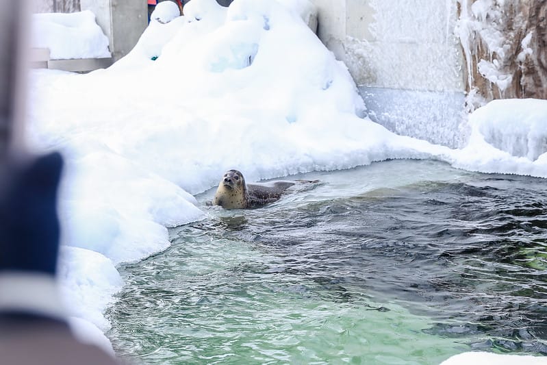 2020 到北海道千萬不要錯過!必訪!錯過會後悔的旭川動物園!!! - 第102張圖 IMG_7211-2