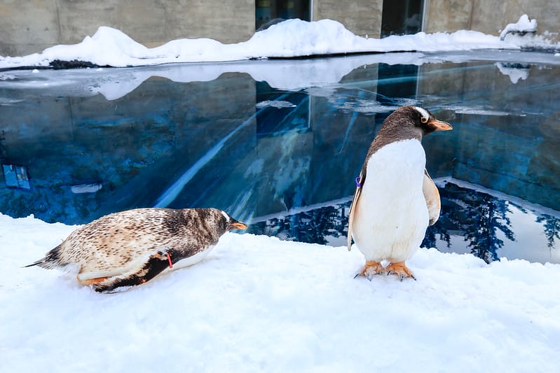 2020 到北海道千萬不要錯過!必訪!錯過會後悔的旭川動物園!!! - 第32張圖 IMG_6887-2