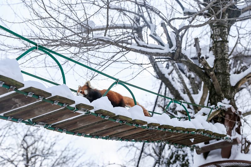 2020 到北海道千萬不要錯過!必訪!錯過會後悔的旭川動物園!!! - 第161張圖 IMG_7628-2
