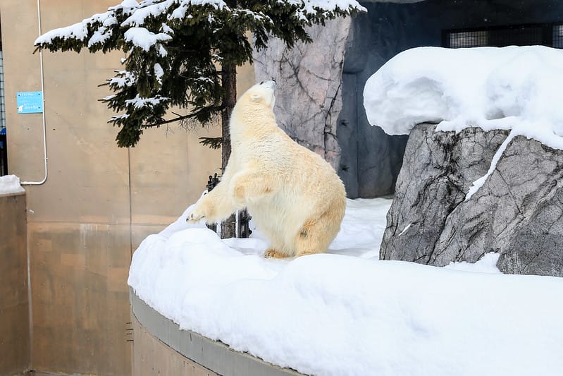 2020 到北海道千萬不要錯過!必訪!錯過會後悔的旭川動物園!!! - 第139張圖 IMG_7484-2