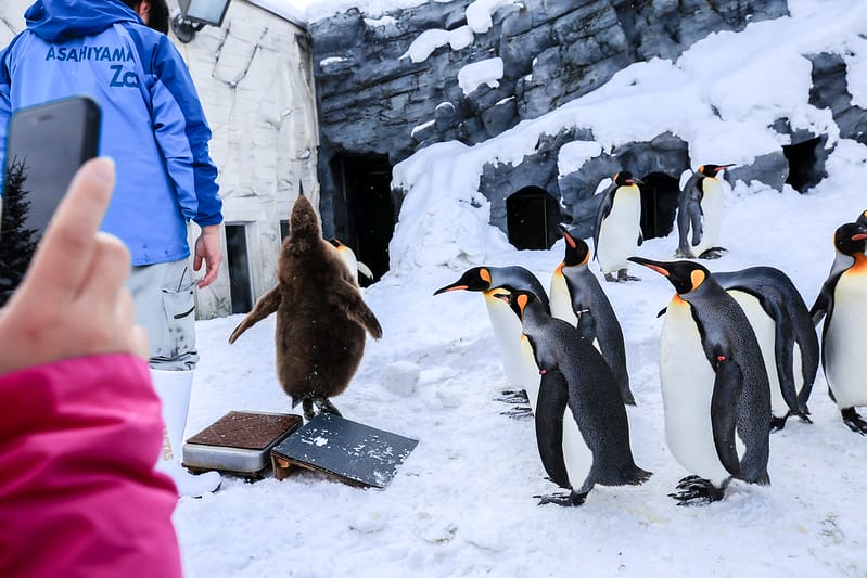 2020 到北海道千萬不要錯過!必訪!錯過會後悔的旭川動物園!!! - 第46張圖 IMG_6901-2