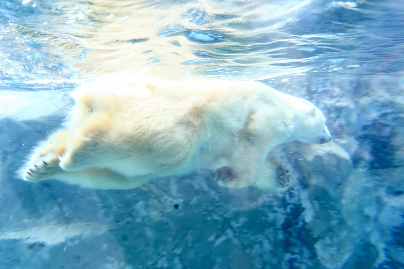 2020 到北海道千萬不要錯過!必訪!錯過會後悔的旭川動物園!!! - 第125張圖 IMG_7388-2