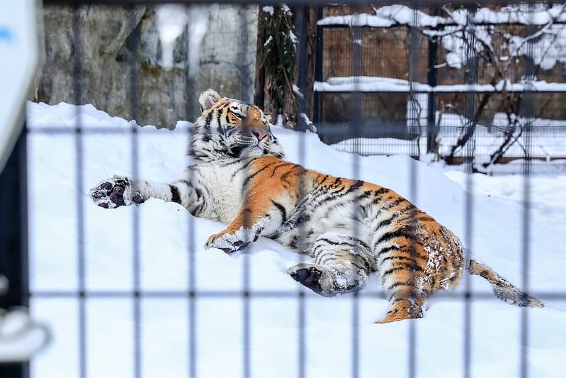 2020 到北海道千萬不要錯過!必訪!錯過會後悔的旭川動物園!!! - 第219張圖 IMG_7804-2