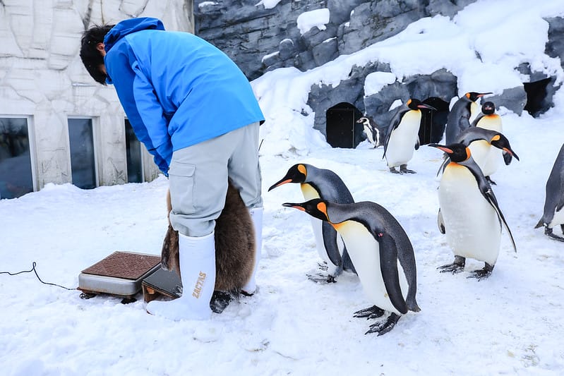 2020 到北海道千萬不要錯過!必訪!錯過會後悔的旭川動物園!!! - 第44張圖 IMG_6897-2
