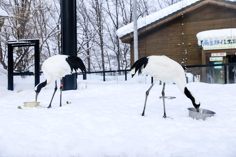 2020 到北海道千萬不要錯過!必訪!錯過會後悔的旭川動物園!!! - 第181張圖 IMG_7721-2