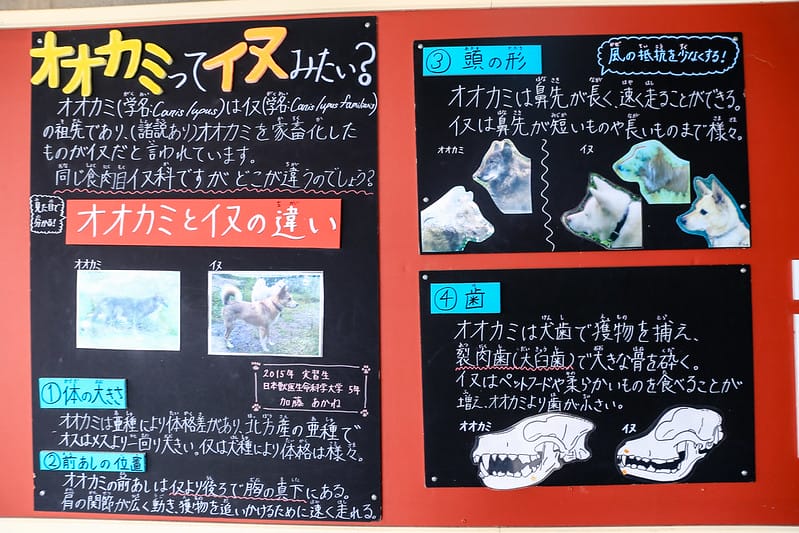 2020 到北海道千萬不要錯過!必訪!錯過會後悔的旭川動物園!!! - 第188張圖 IMG_7659-2