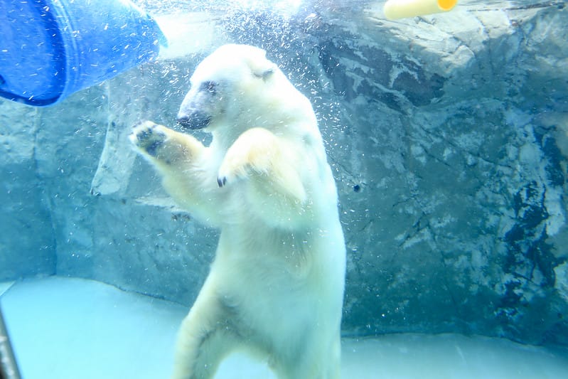 2020 到北海道千萬不要錯過!必訪!錯過會後悔的旭川動物園!!! - 第128張圖 IMG_7404-2