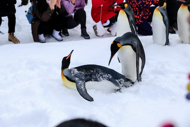2020 到北海道千萬不要錯過!必訪!錯過會後悔的旭川動物園!!! - 第69張圖 IMG_7070-2