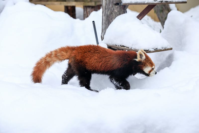 2020 到北海道千萬不要錯過!必訪!錯過會後悔的旭川動物園!!! - 第163張圖 IMG_7615-2