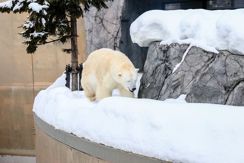 2020 到北海道千萬不要錯過!必訪!錯過會後悔的旭川動物園!!! - 第143張圖 IMG_7487-2