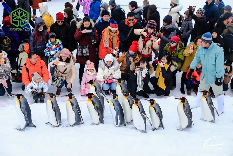 2020 到北海道千萬不要錯過!必訪!錯過會後悔的旭川動物園!!! - 第2張圖 封面2