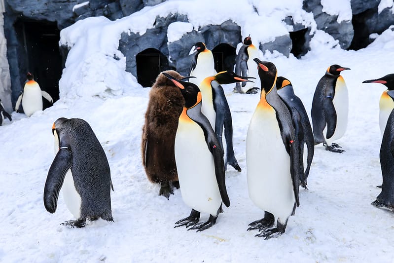2020 到北海道千萬不要錯過!必訪!錯過會後悔的旭川動物園!!! - 第37張圖 IMG_6903-2