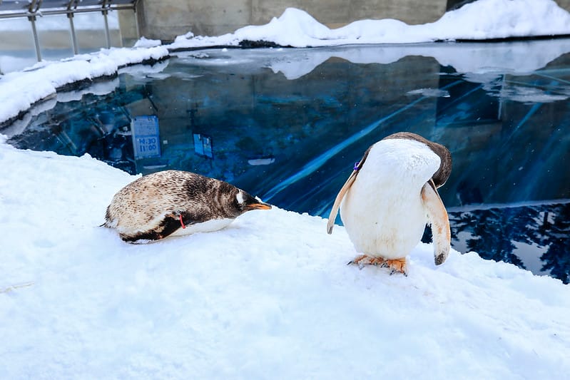 2020 到北海道千萬不要錯過!必訪!錯過會後悔的旭川動物園!!! - 第33張圖 IMG_6889-2